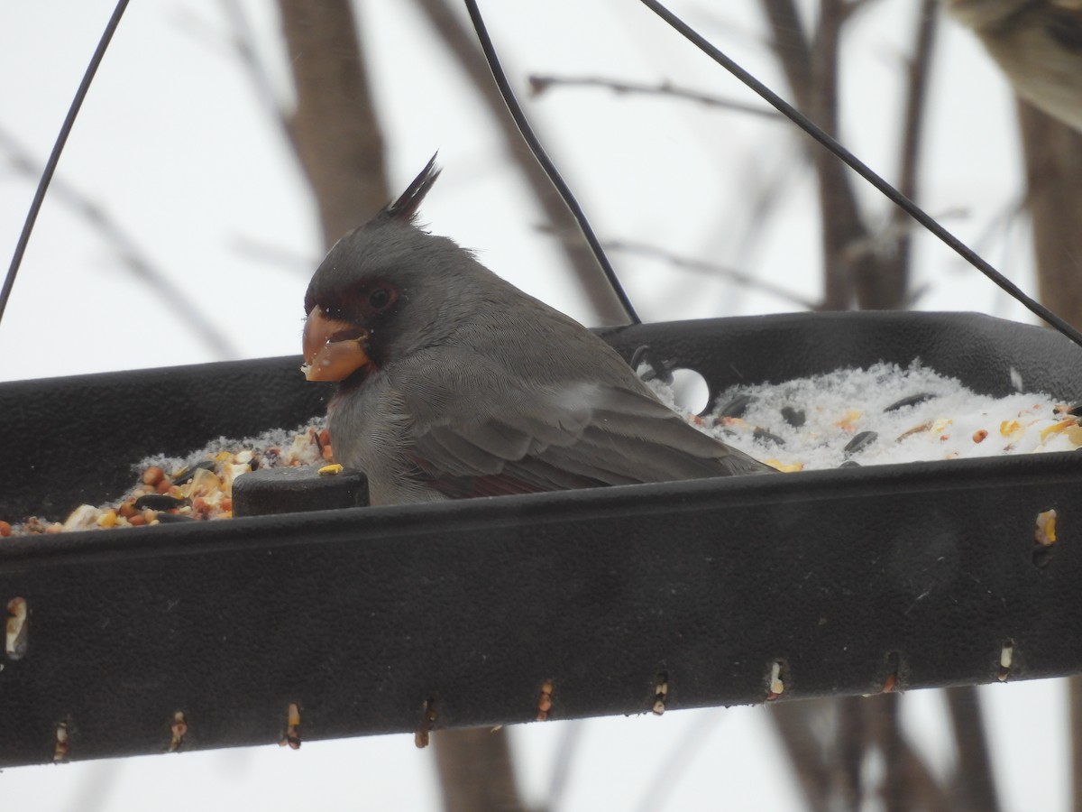 Pyrrhuloxia - ML646467198