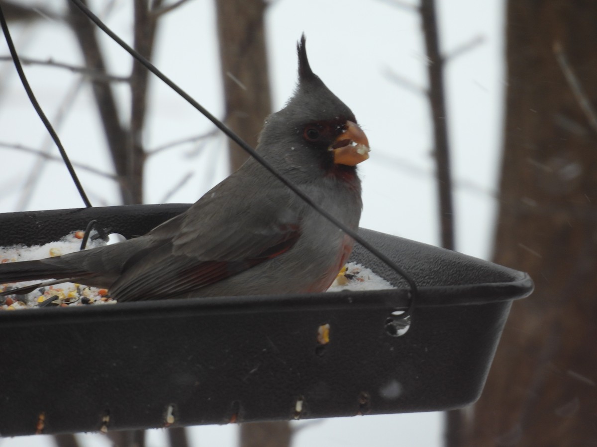 Pyrrhuloxia - ML646467199