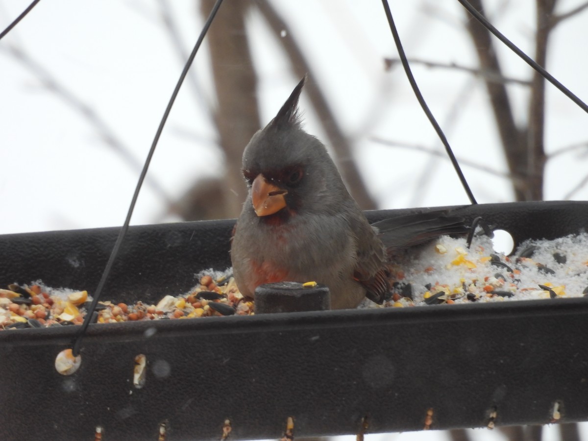 Pyrrhuloxia - ML646467200