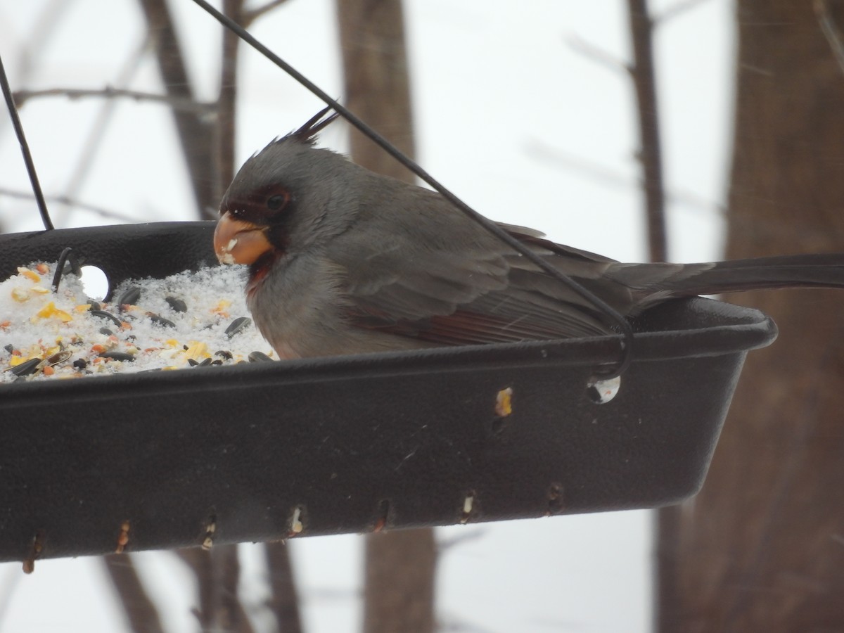 Pyrrhuloxia - ML646467201