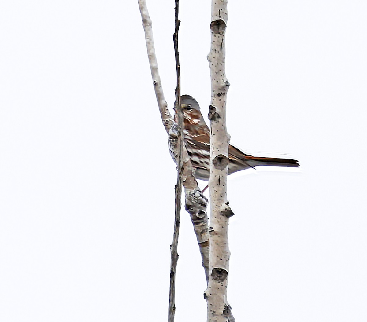 Passerella variabile (iliaca/zaboria) - ML646467203