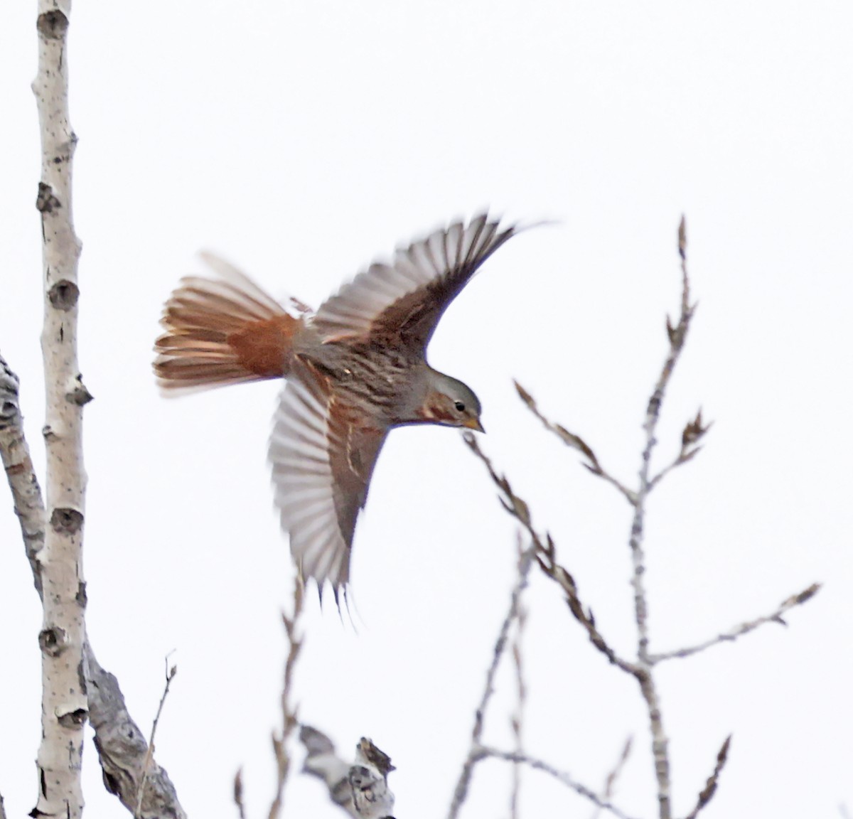 Passerella variabile (iliaca/zaboria) - ML646467204