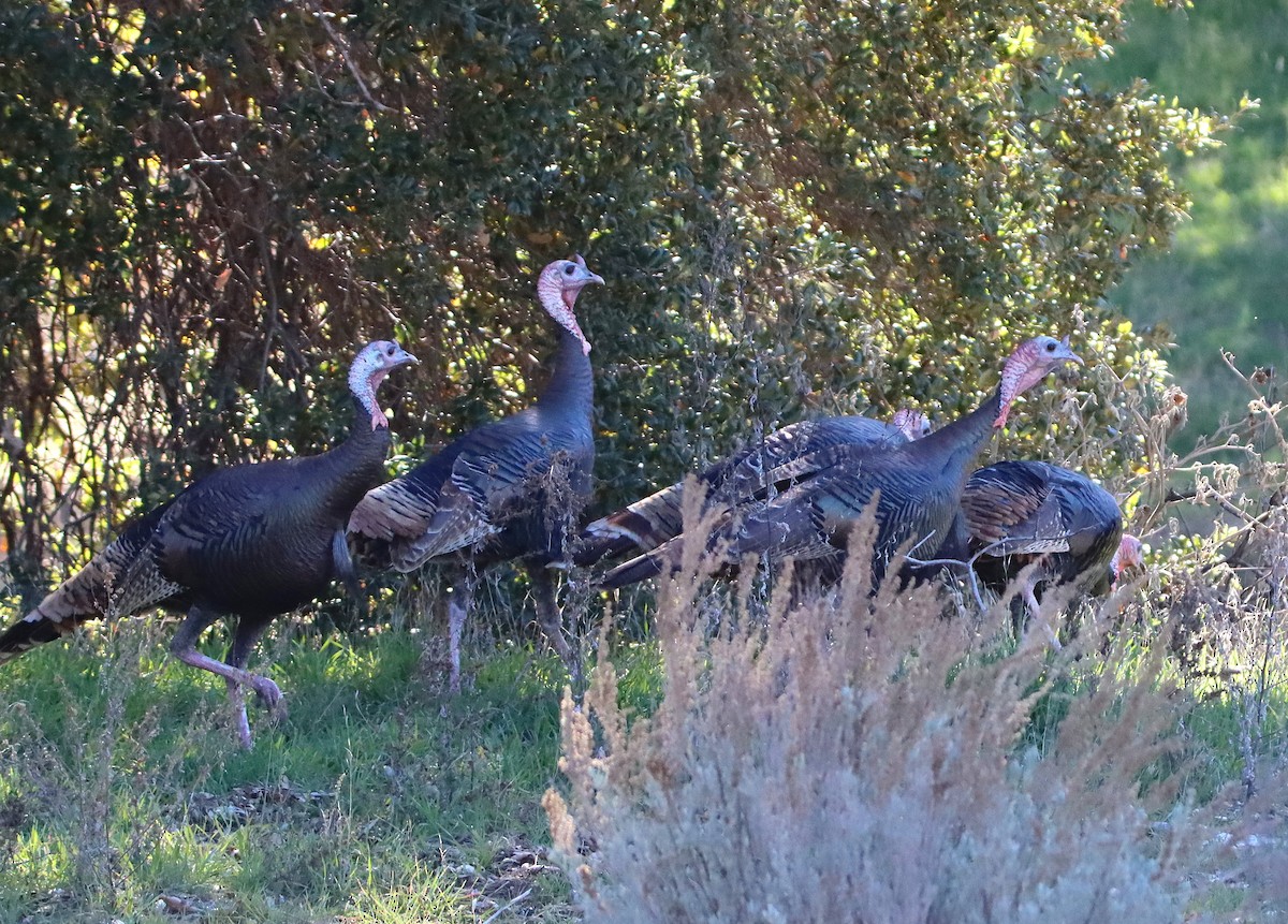 Wild Turkey - ML646467205