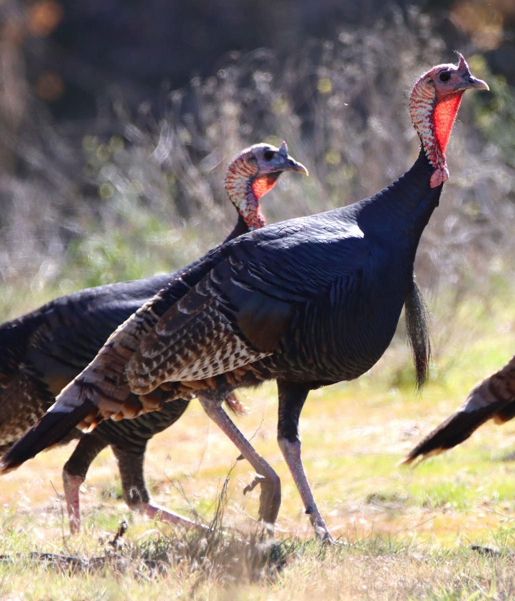 Wild Turkey - ML646467206