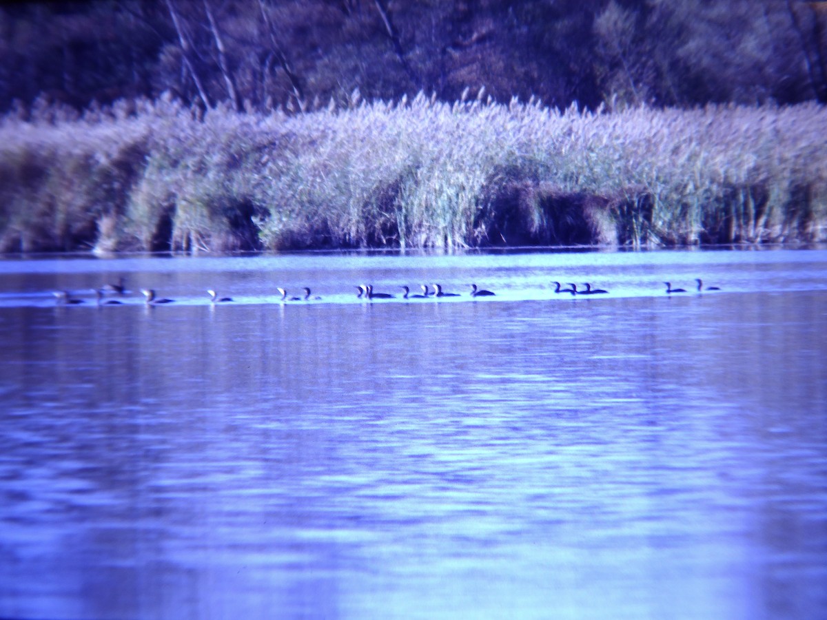Great Cormorant - ML646467208