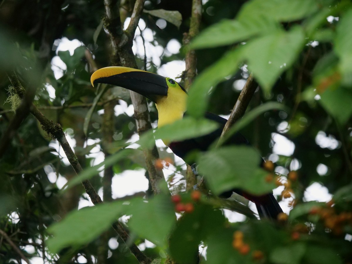 gulnebbtukan - ML646467216