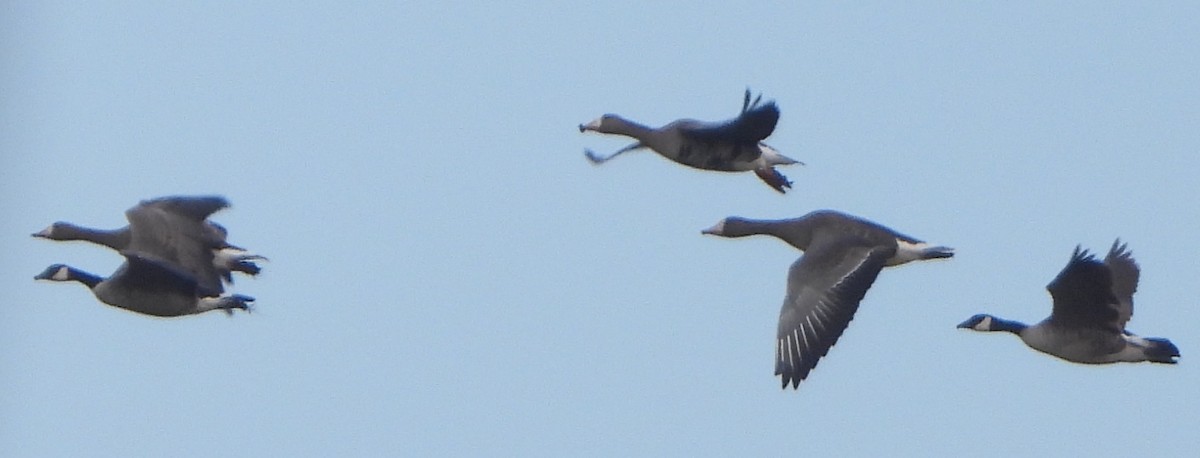 シジュウカラガン - ML646467217