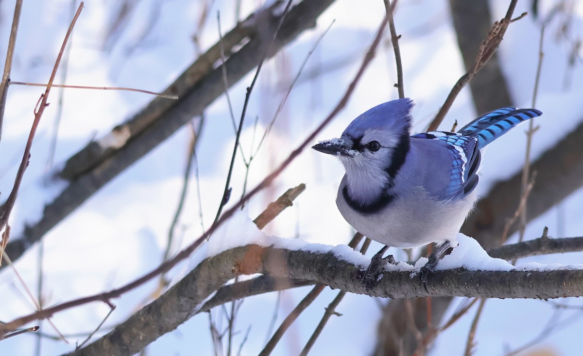 Blue Jay - ML646467219