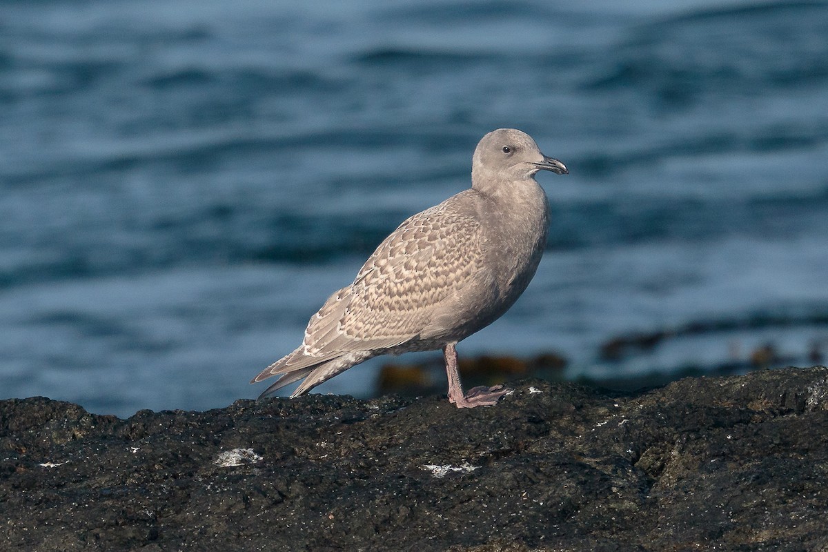 Glaucous-winged Gull - ML646467224