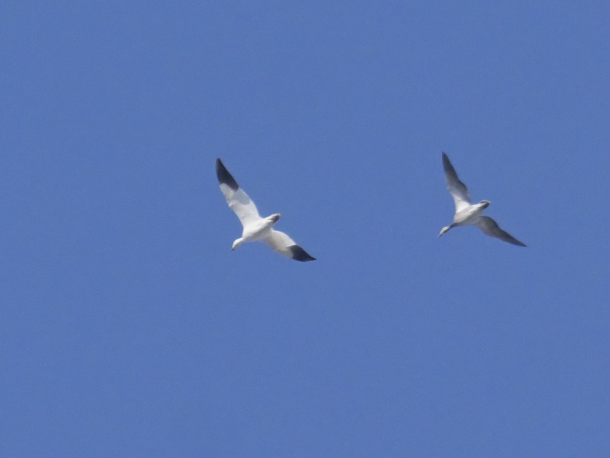 ハクガン - ML646467225