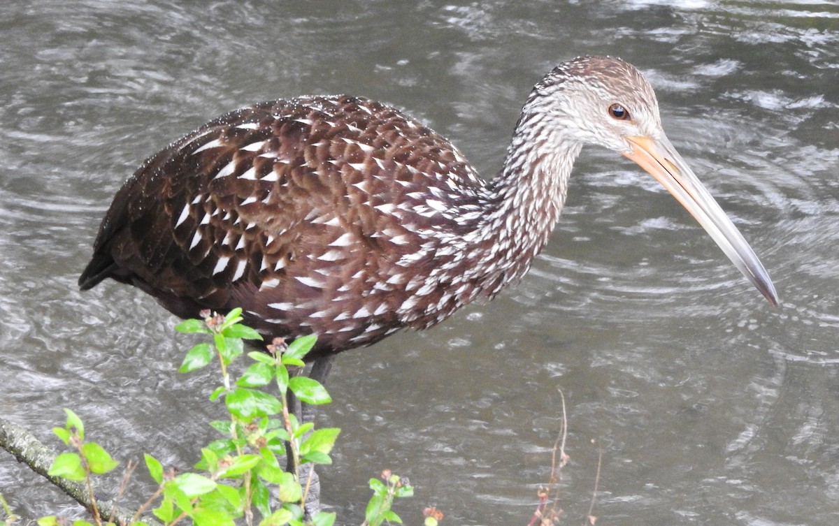 Limpkin - ML646467226
