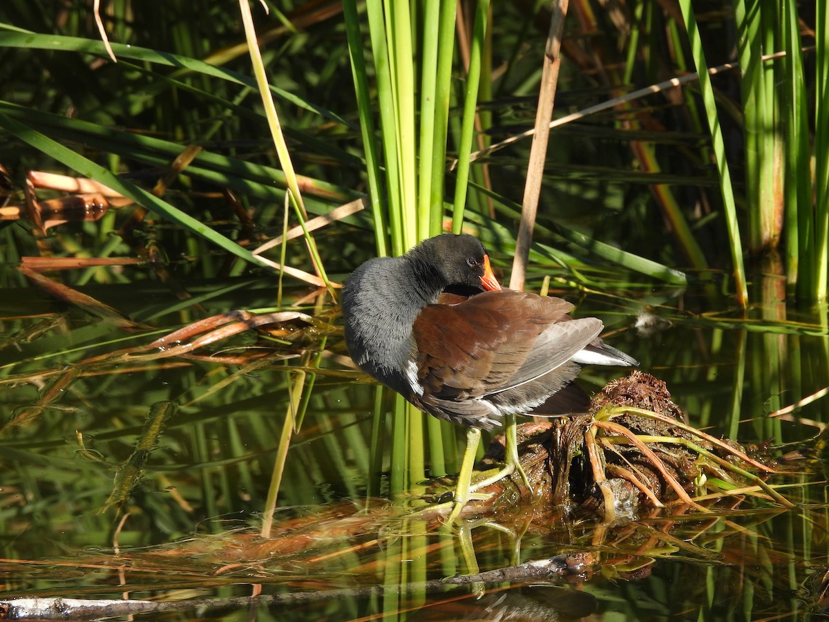 Common Gallinule - ML646467227
