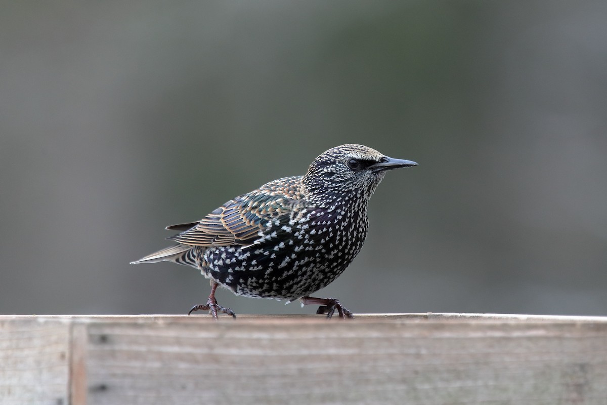 European Starling - ML646467230