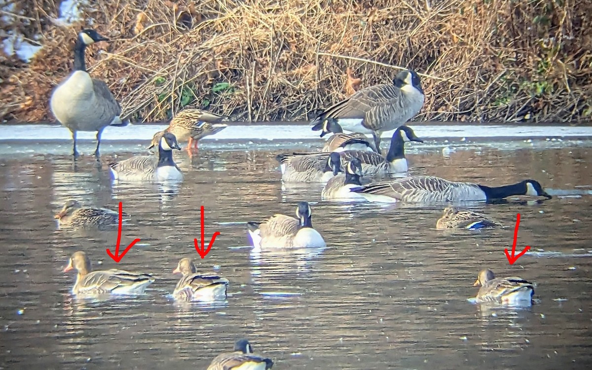 Белолобый гусь - ML646467231