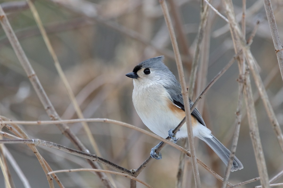 Tufted Titmouse - ML646467234