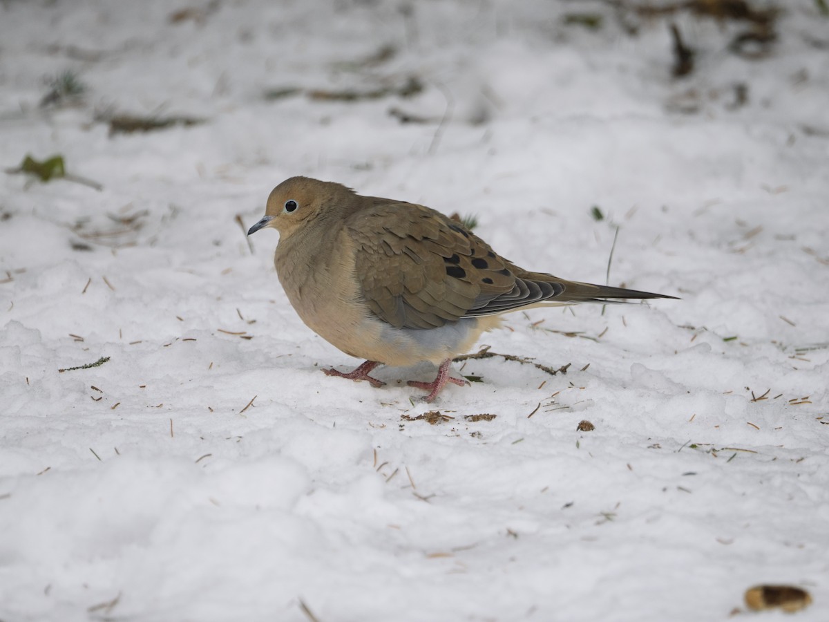 hrdlička karolínská - ML646467246