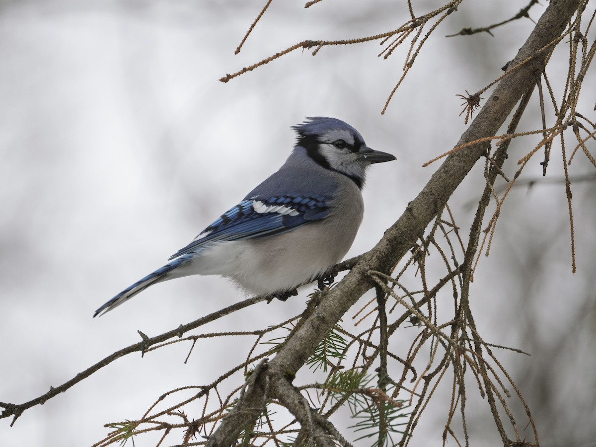 Blue Jay - ML646467251