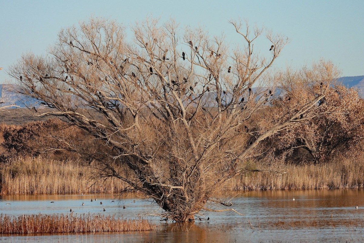 Great-tailed Grackle - ML646467256