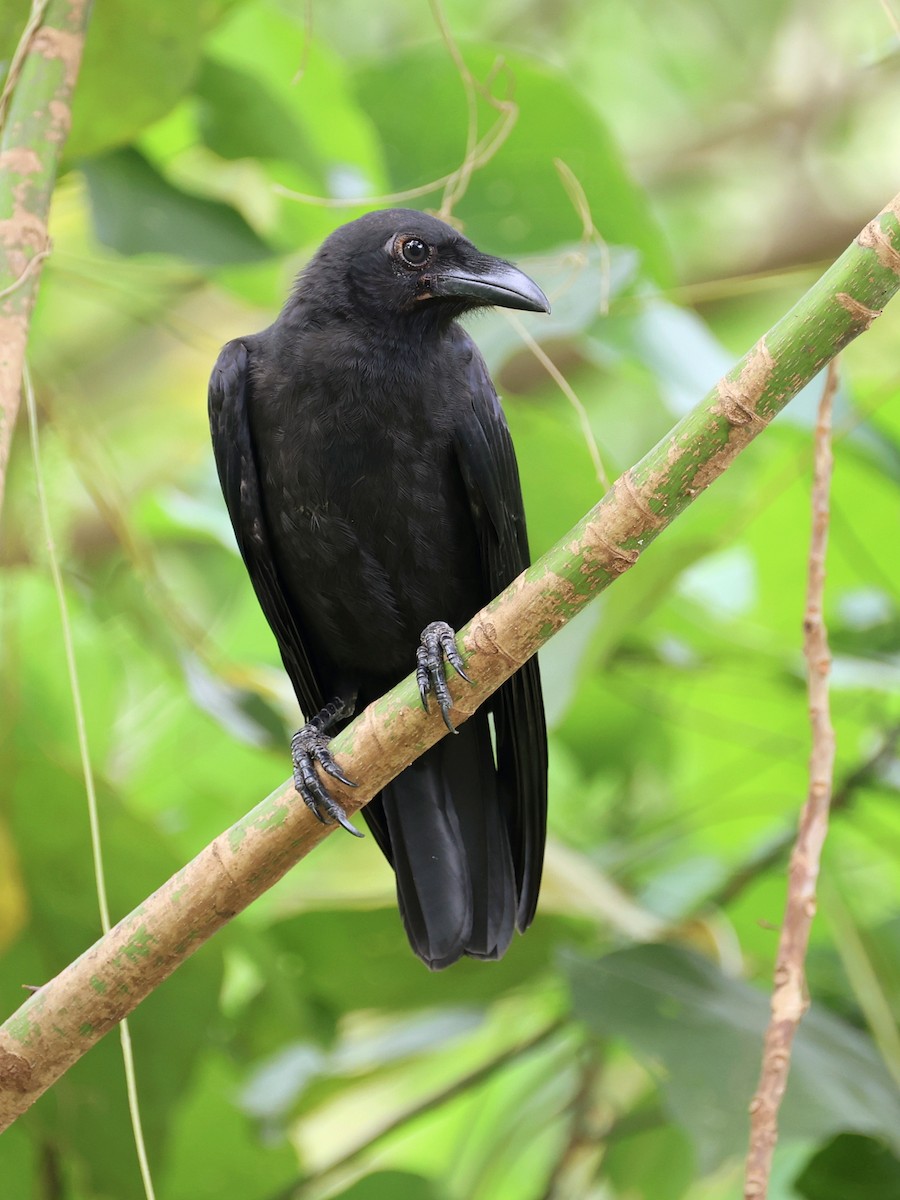 Ворона сулавеська - ML646467259