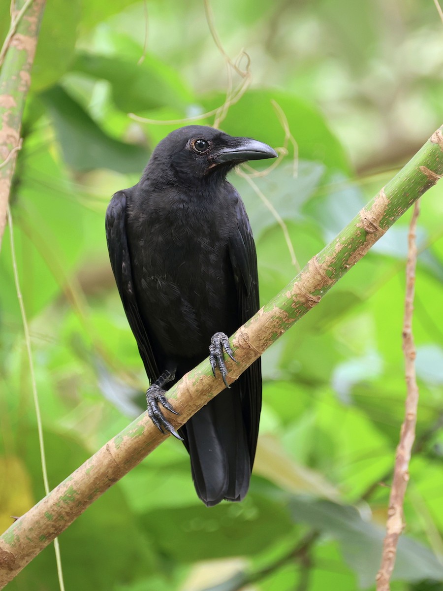 Ворона сулавеська - ML646467260