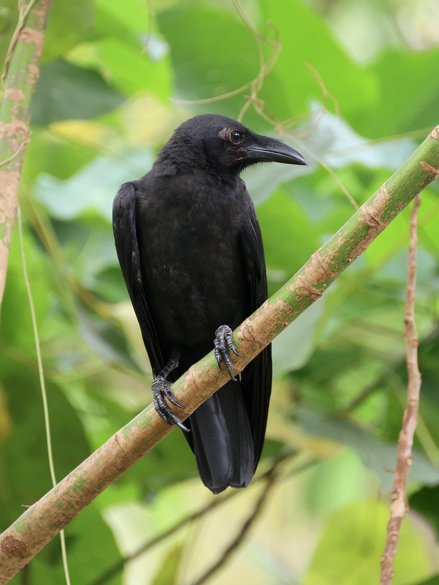 Ворона сулавеська - ML646467261