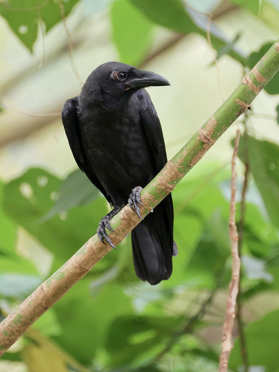 Ворона сулавеська - ML646467262