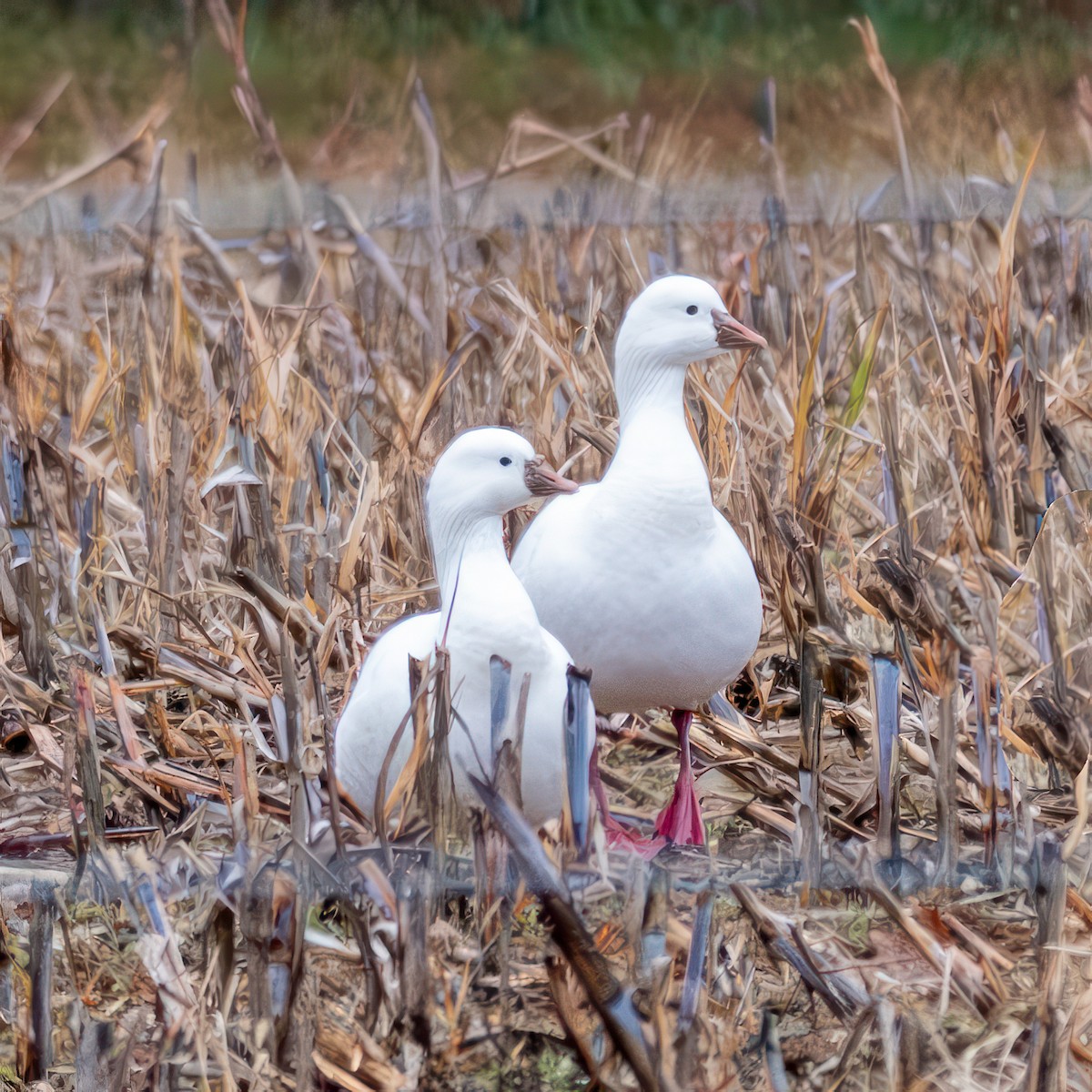 Oie de Ross - ML646467263