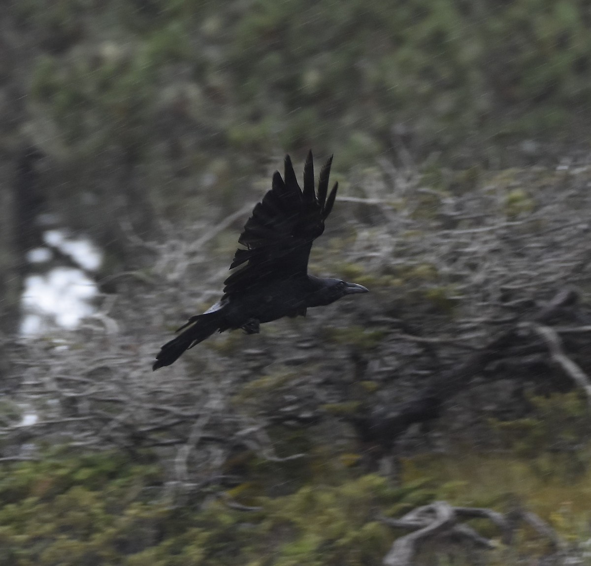 Common Raven - ML646467264