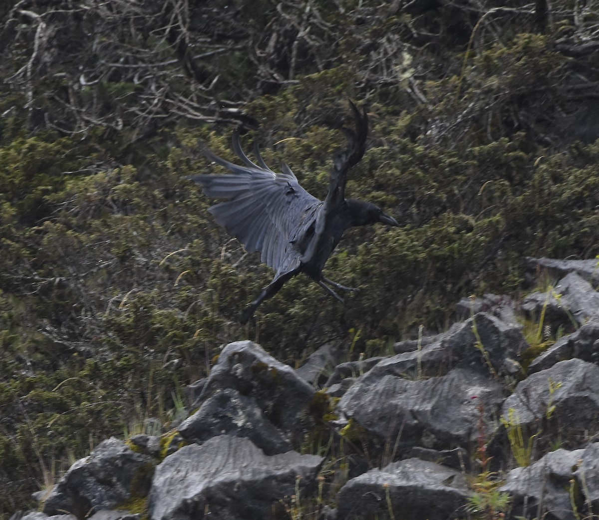 Common Raven - ML646467265