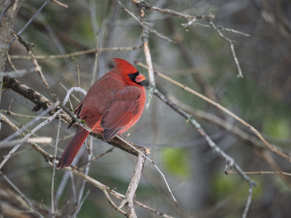 kardinál červený - ML646467266