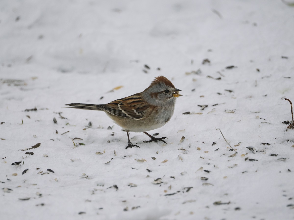 strnádka pokřovní - ML646467275