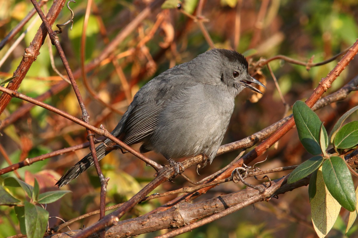 drozdec černohlavý - ML646467289