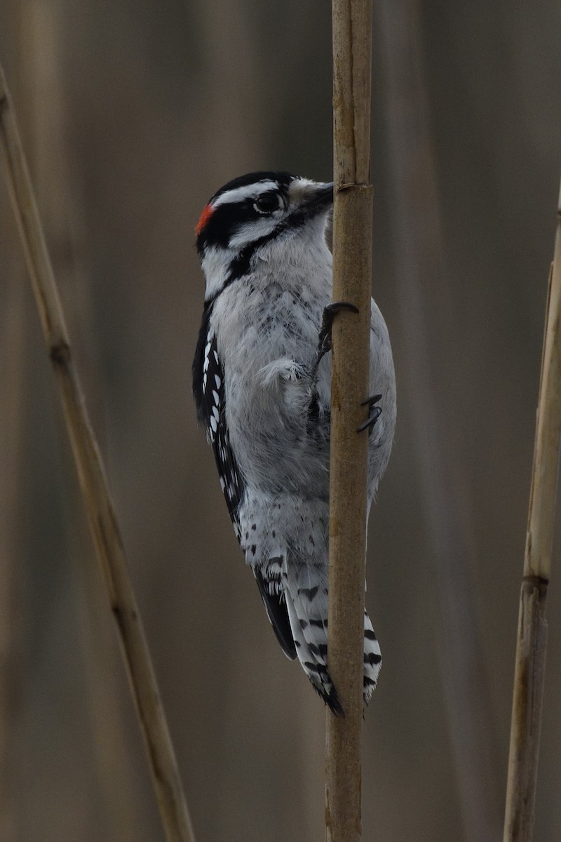 Downy Woodpecker (Eastern) - ML646467292