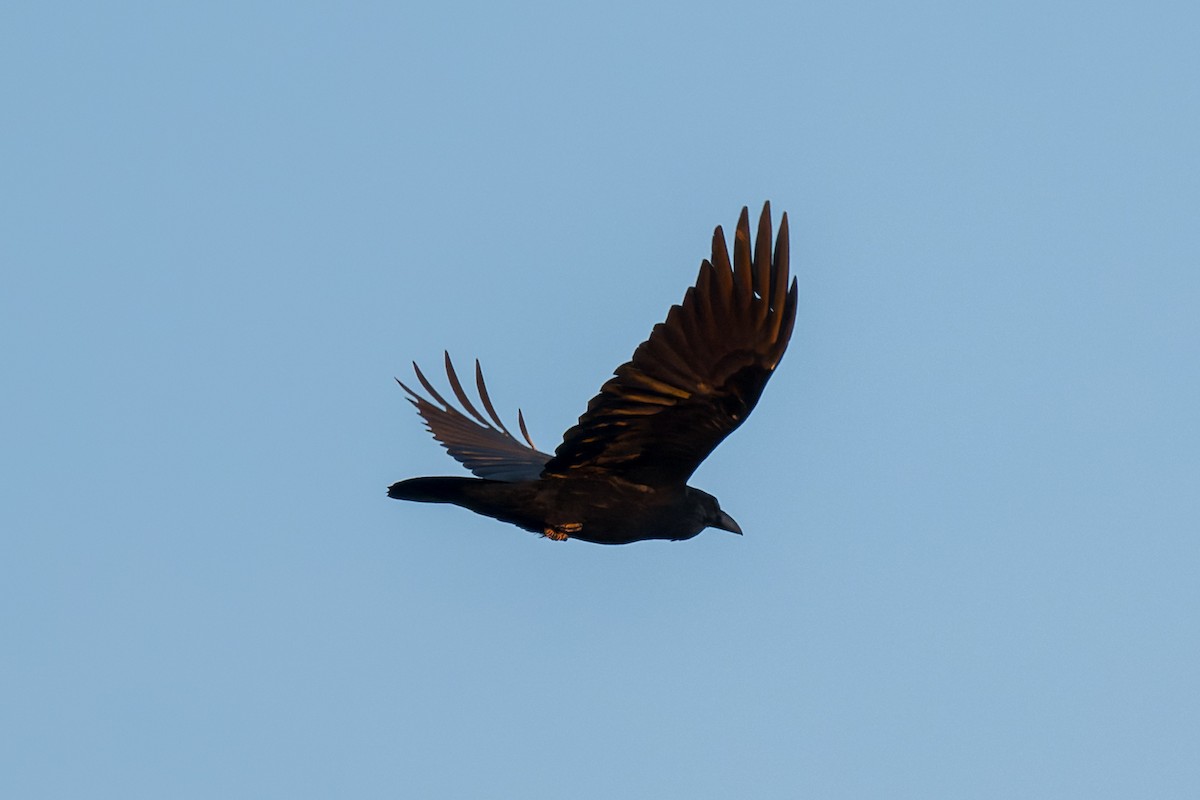 Chihuahuan Raven - ML646467293