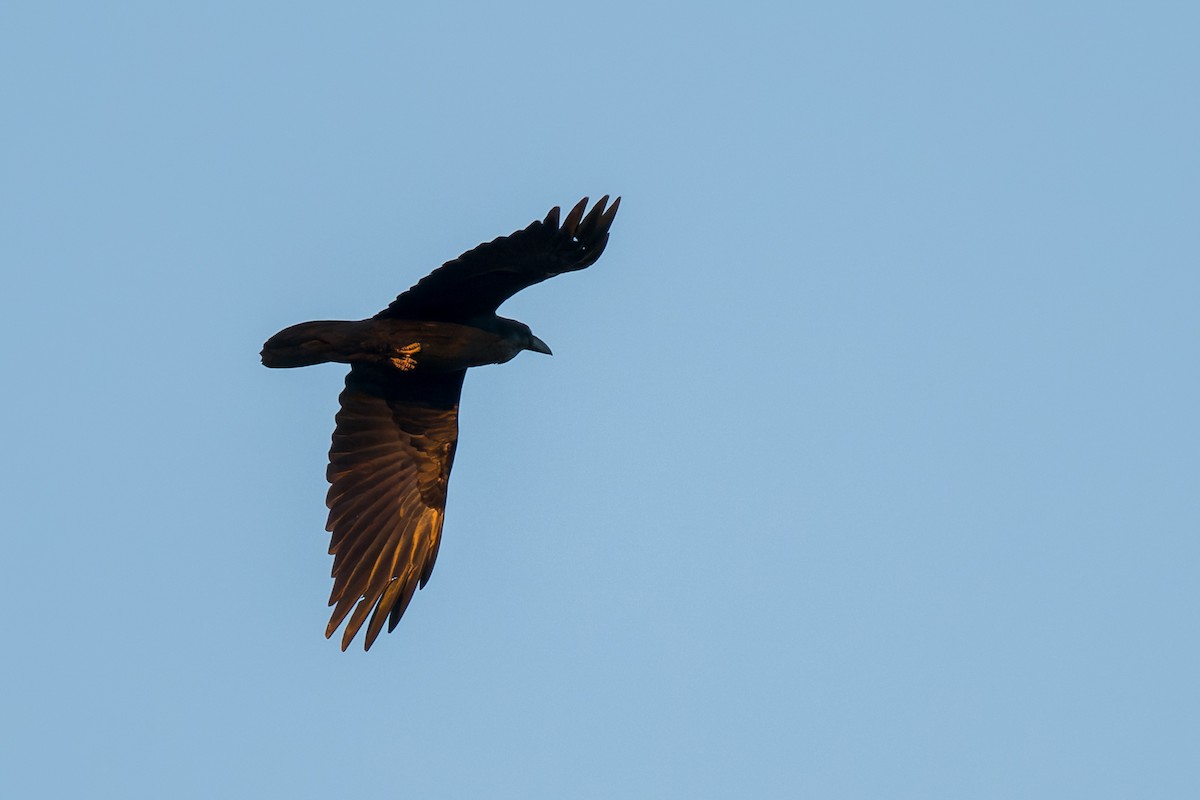 Chihuahuan Raven - ML646467294