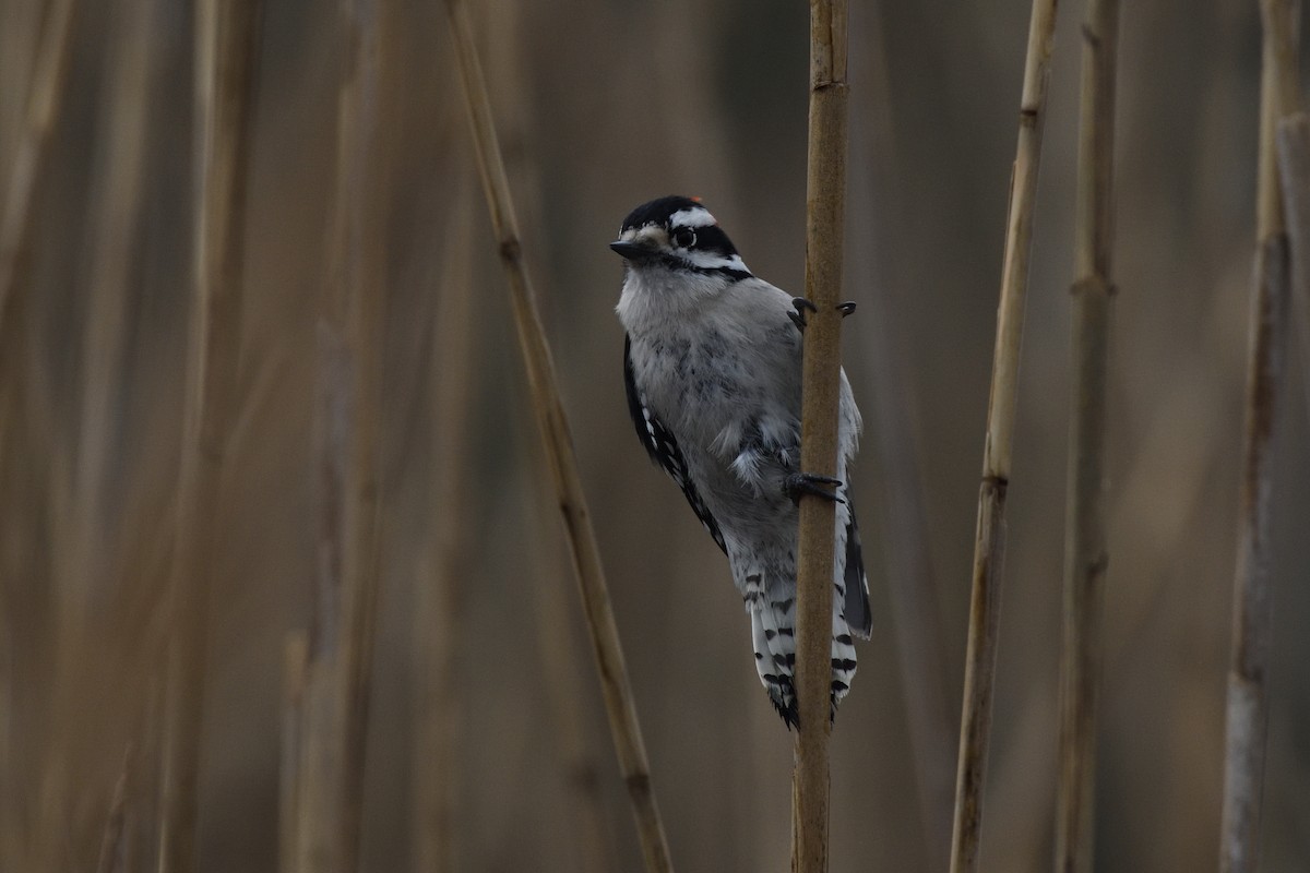 Downy Woodpecker (Eastern) - ML646467296