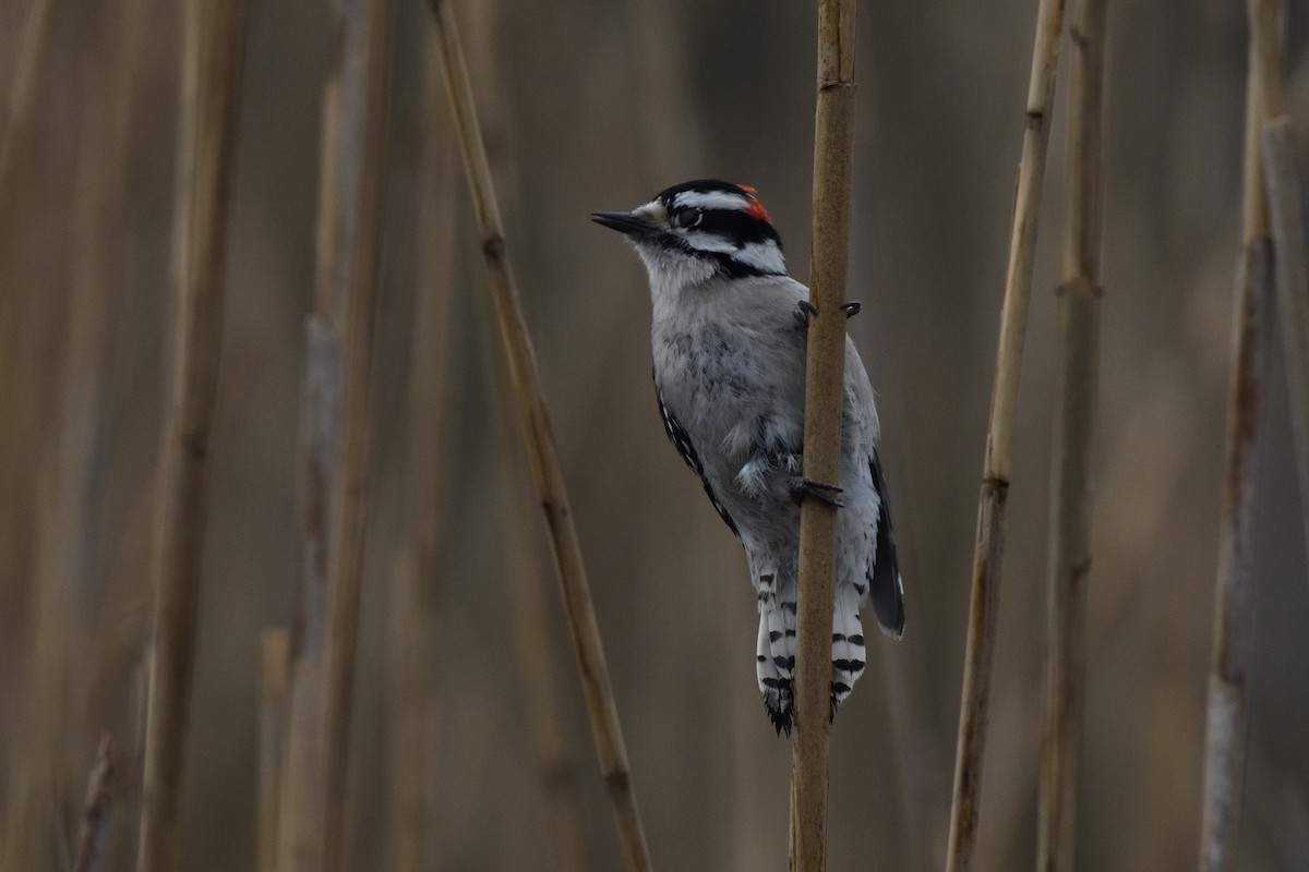 Downy Woodpecker (Eastern) - ML646467297