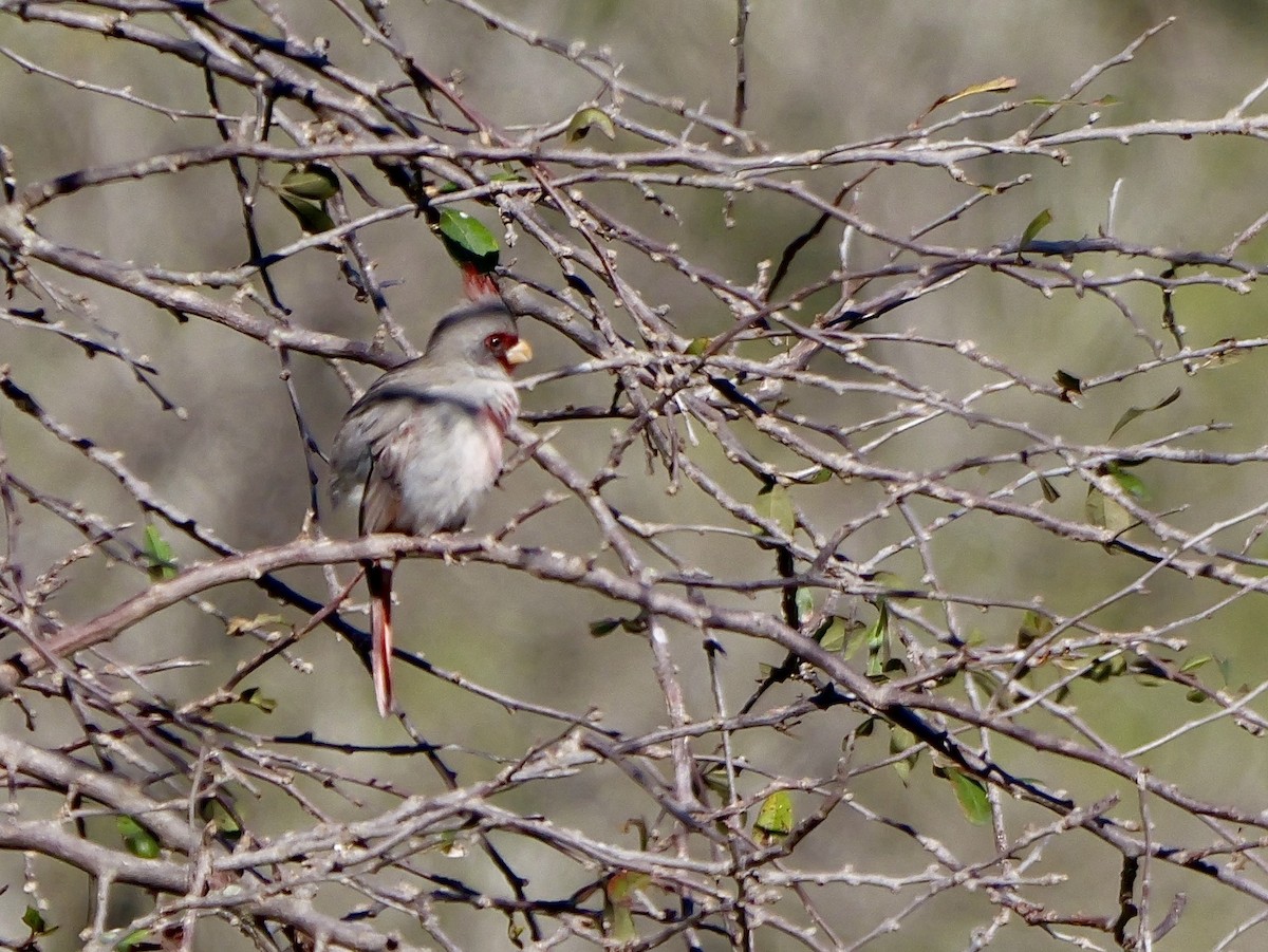 ムネアカコウカンチョウ - ML646467298
