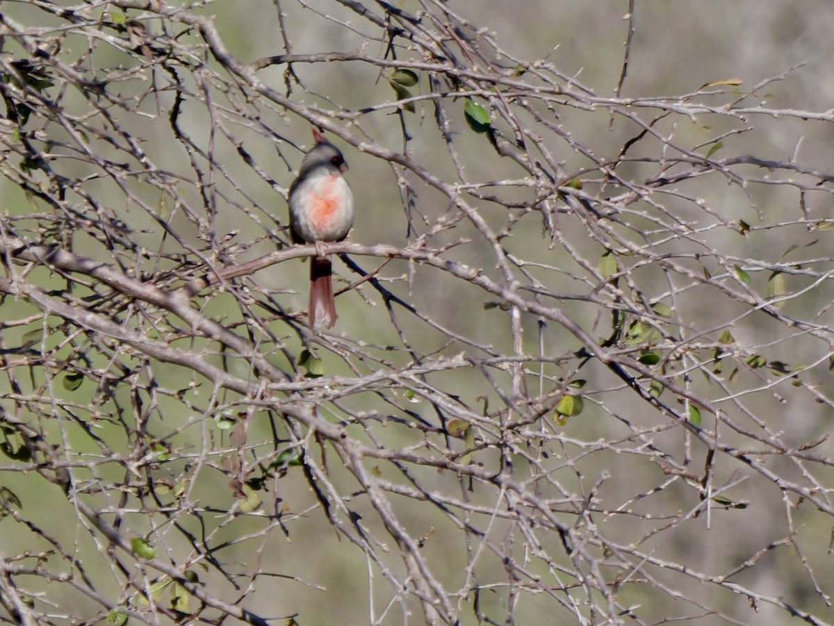 ムネアカコウカンチョウ - ML646467299