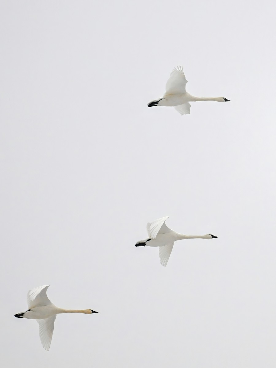 Cigno minore - ML646467302