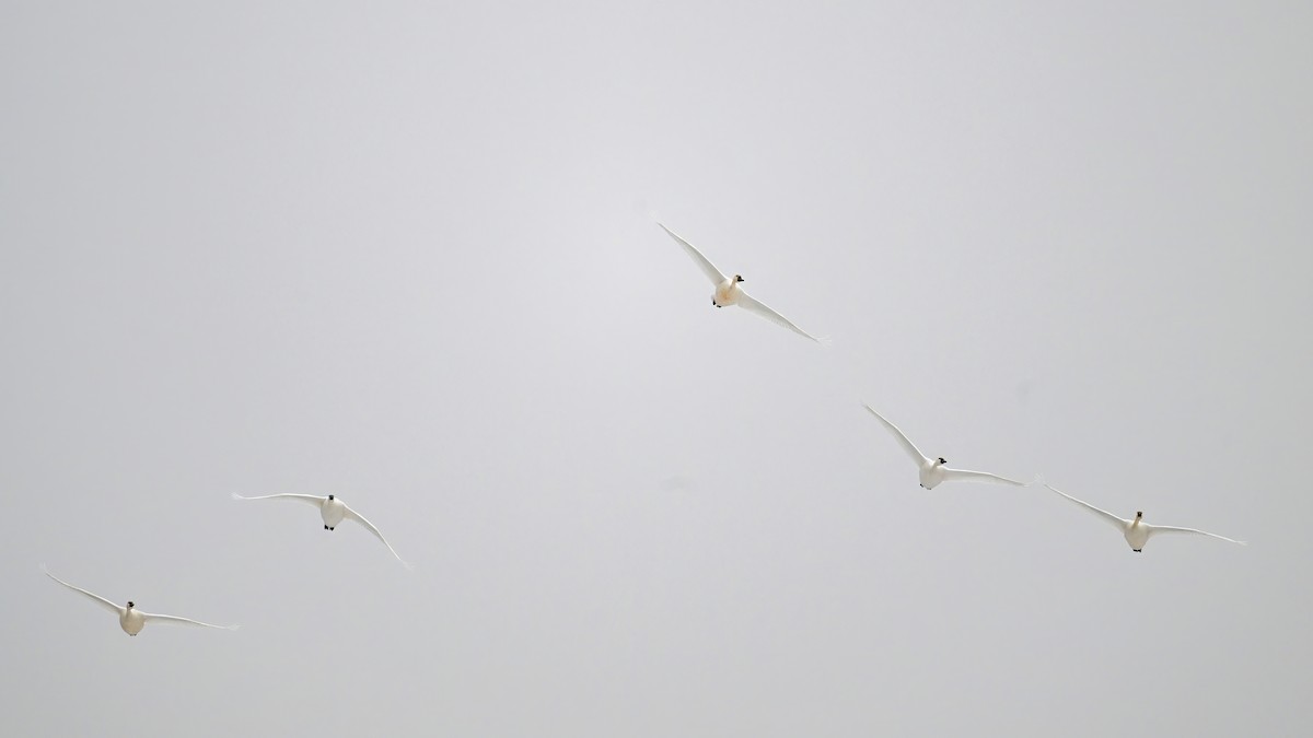 Cigno minore - ML646467303