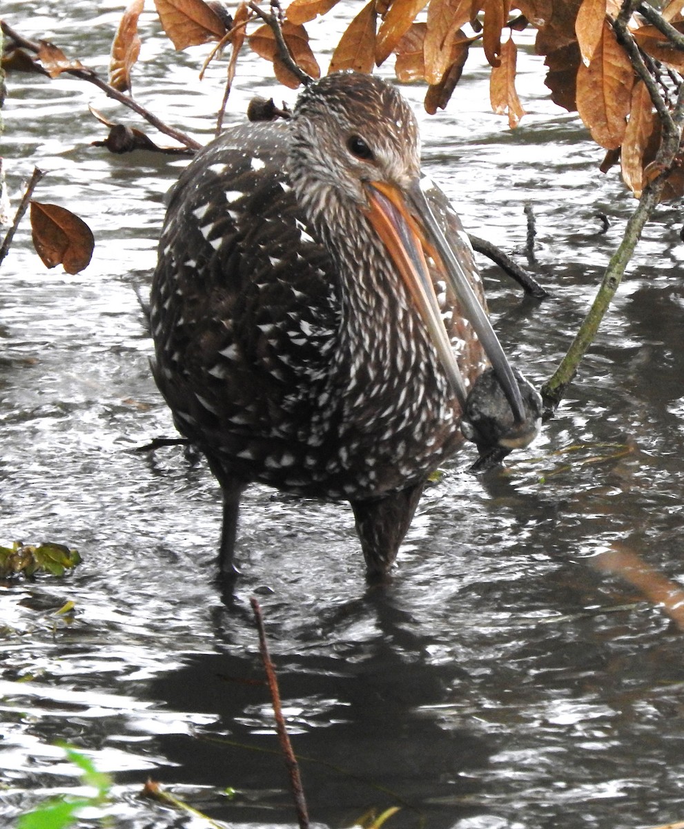 Limpkin - ML646467304
