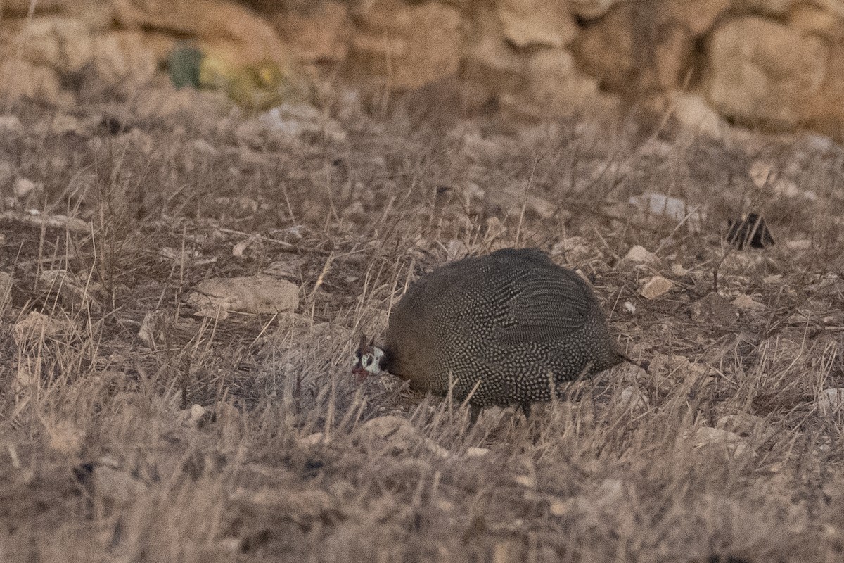 Helmeted Guineafowl (Domestic type) - ML646467305