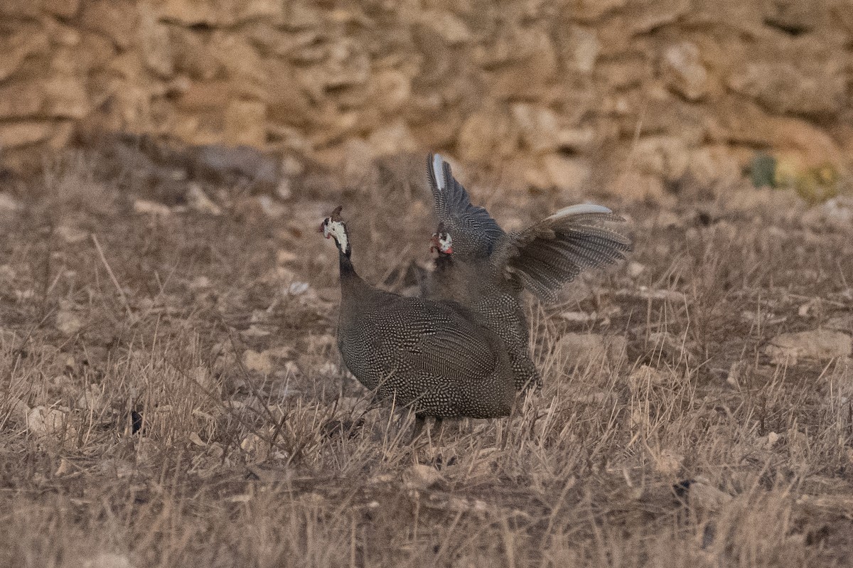 Helmeted Guineafowl (Domestic type) - ML646467306