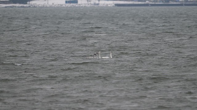 Tundra Swan - ML646467308