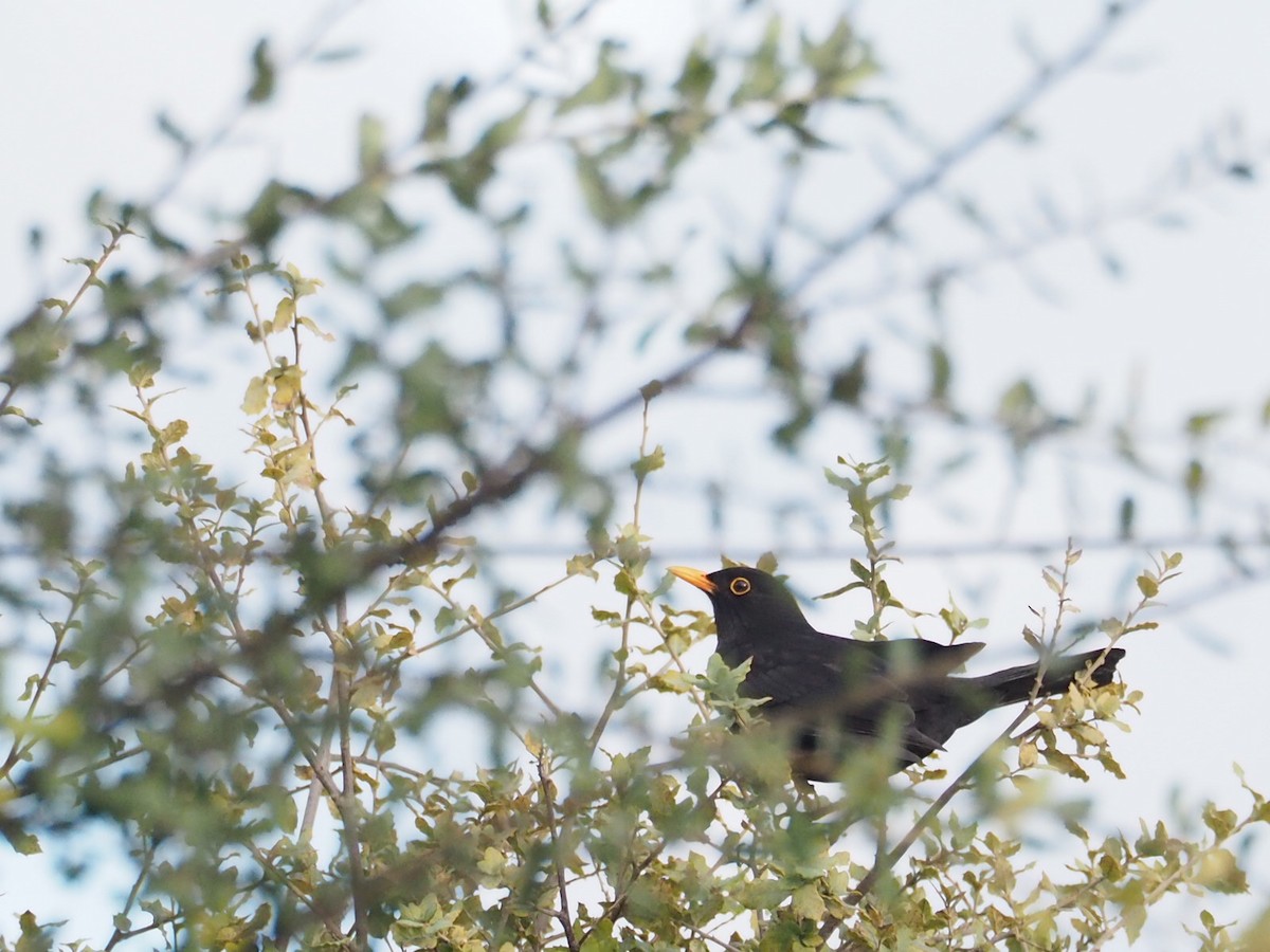 Eurasian Blackbird - ML646467311