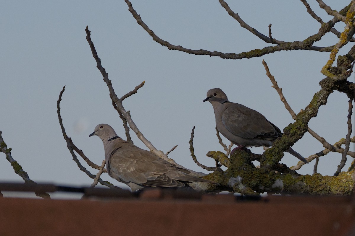 Tortora dal collare - ML646467313