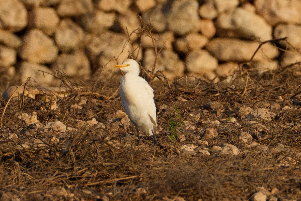 Airone guardabuoi - ML646467327
