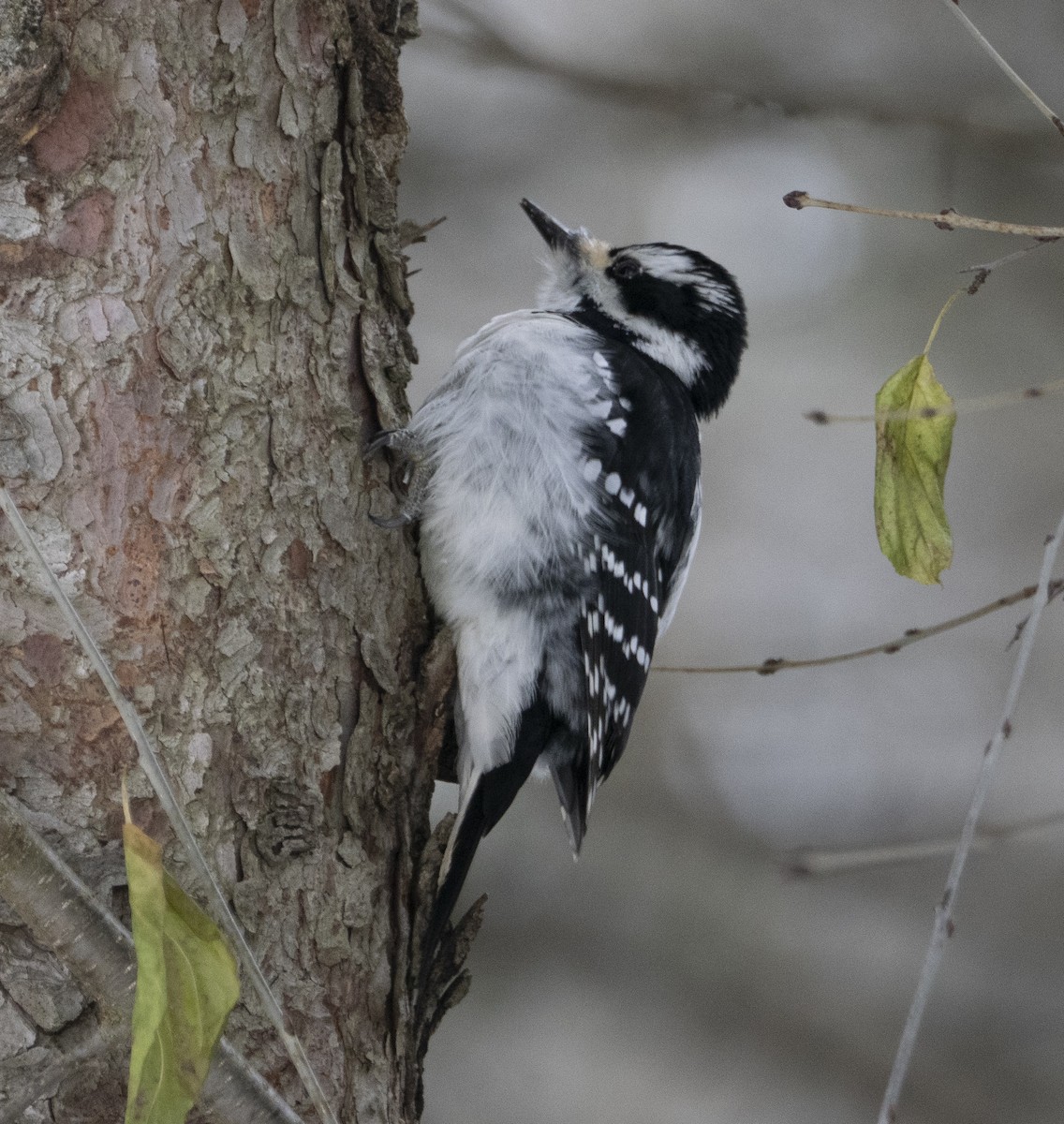 strakapoud osikový - ML646467329