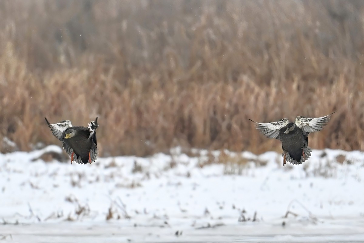 American Black Duck - ML646467333